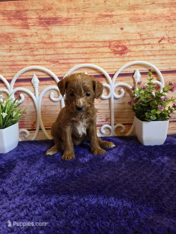 Lisa F1b – Cavapoo puppy for sale in Pittsford, MI