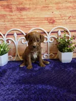 Lisa F1b, a female Cavapoo for sale in Pittsford, MI – 1 of 5
