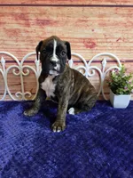 Tulip, a female Boxer for sale in Pittsford, MI – 2 of 4