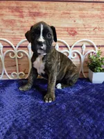 Tulip, a female Boxer for sale in Pittsford, MI – 4 of 4