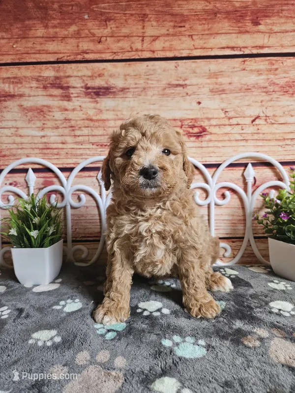 💙Cash F1b 💙 – Miniature Goldendoodle puppy for sale in Pittsford, MI