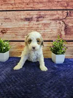 Melissa F1B, a female Cavapoo for sale in Pittsford, MI – Photo 2 of 4