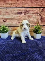 Melissa F1B, a female Cavapoo for sale in Pittsford, MI – Photo 3 of 4