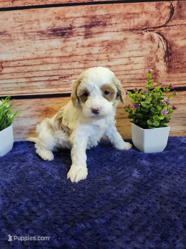 Melissa F1B – Cavapoo puppy for sale in Pittsford, MI