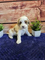 Melissa F1B, a female Cavapoo for sale in Pittsford, MI – Photo 1 of 4