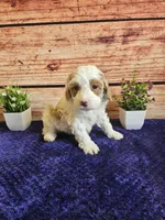 Melissa F1B, a female Cavapoo for sale in Pittsford, MI – Photo 4 of 4