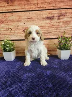 Melissa F1B, a female Cavapoo for sale in Pittsford, MI – Photo 3 of 4