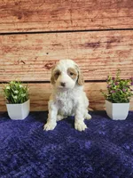 Melissa F1B, a female Cavapoo for sale in Pittsford, MI – Photo 1 of 4