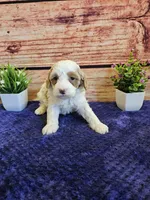 Melissa F1B, a female Cavapoo for sale in Pittsford, MI – Photo 4 of 4