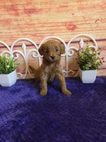 Kenzie F1b, a female Cavapoo for sale in Pittsford, MI – 2 of 5