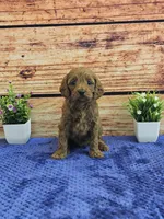 Lisa F1B, a female Cavapoo for sale in Pittsford, MI – Photo 1 of 3