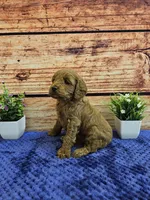 Lisa F1B, a female Cavapoo for sale in Pittsford, MI – Photo 2 of 3