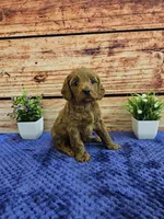 Lisa F1B, a female Cavapoo for sale in Pittsford, MI – Photo 3 of 3