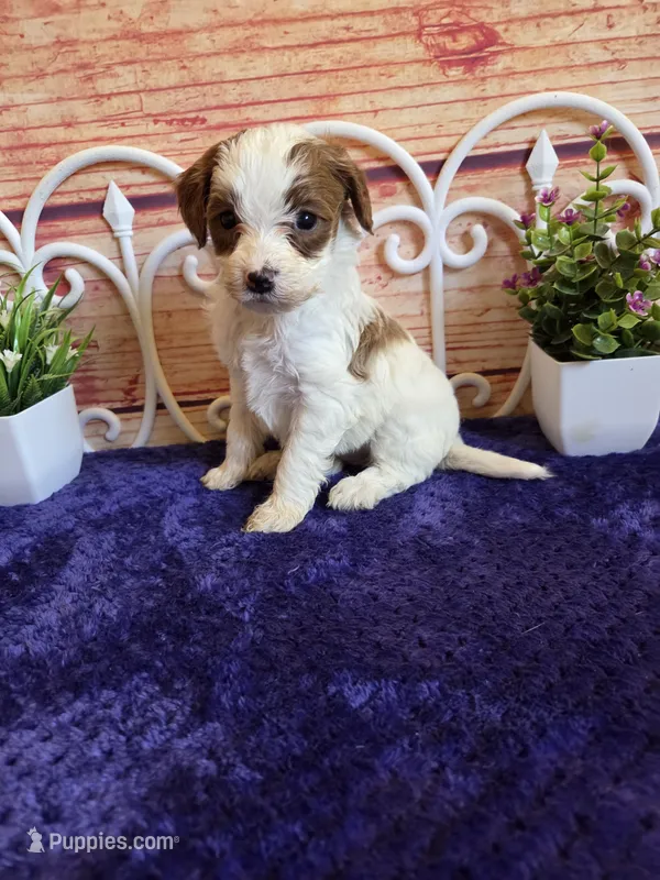 Fawn F1b – Cavapoo puppy for sale in Pittsford, MI