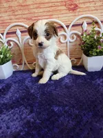 Fawn F1b, a female Cavapoo for sale in Pittsford, MI – 1 of 5