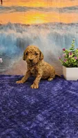 Trixie F1B, a female Cavapoo for sale in Pittsford, MI – Photo 2 of 3
