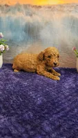 Trixie F1B, a female Cavapoo for sale in Pittsford, MI – Photo 3 of 3