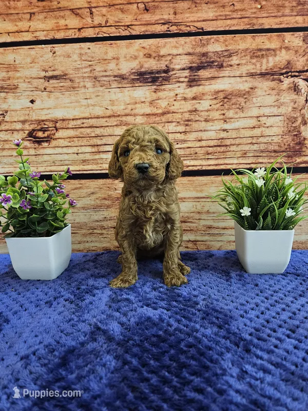 Trixie F1B – Cavapoo puppy for sale in Pittsford, MI