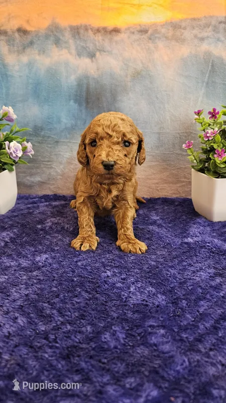 Trixie F1B – Cavapoo puppy for sale in Pittsford, MI