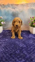 Trixie F1B, a female Cavapoo for sale in Pittsford, MI – Photo 1 of 3