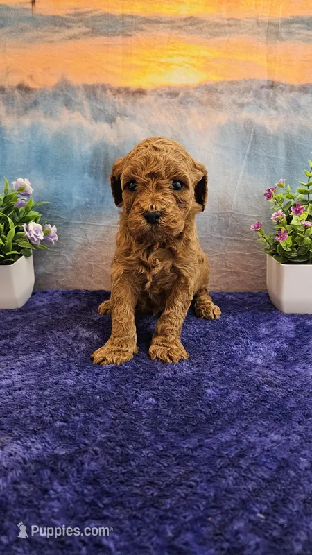 Trixie  – Cavapoo puppy for sale in Pittsford, MI