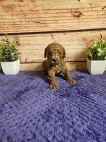 Nova F1b , a female Cavapoo for sale in Pittsford, MI – 4 of 5
