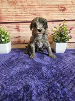 Hunter F1b , a male Cavapoo for sale in Pittsford, MI – 4 of 4