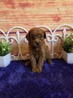 Spot F1b, a male Cavapoo for sale in Pittsford, MI – 3 of 5