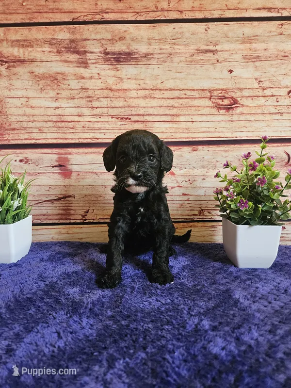 Grace F1b  – Cavapoo puppy for sale in Pittsford, MI