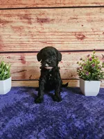 Grace F1b , a female Cavapoo for sale in Pittsford, MI – 1 of 4