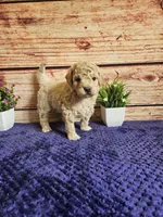 🩷Abby F1b 🩷, a female Miniature Goldendoodle for sale in Pittsford, MI – 3 of 4