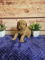 🩷Blossom F1b 🩷, a female Miniature Goldendoodle for sale in Pittsford, MI – 3 of 3
