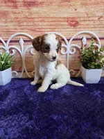 Fawn F1b, a female Cavapoo for sale in Pittsford, MI – 4 of 5
