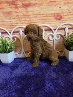 Oscar F1b, a male Cavapoo for sale in Pittsford, MI – 4 of 6