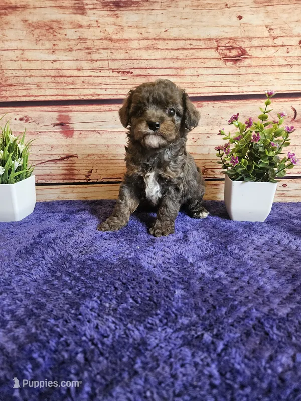 Owen F1b  – Cavapoo puppy for sale in Pittsford, MI