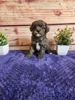 Owen F1b , a male Cavapoo for sale in Pittsford, MI – 1 of 4