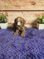 Atlas F1b , a male Cavapoo for sale in Pittsford, MI – 3 of 3