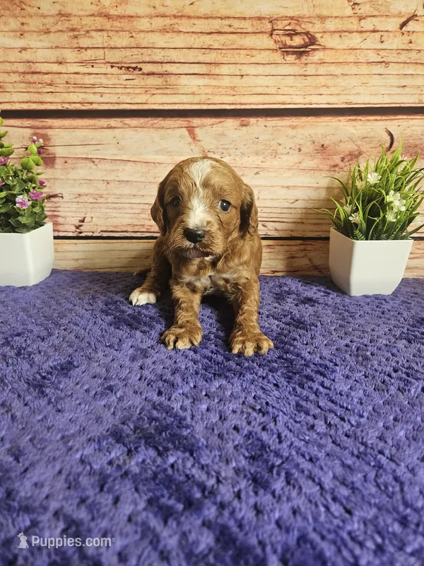 Max F1b – Cavapoo puppy for sale in Pittsford, MI