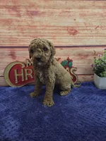 Allan F1B, a male Cavapoo for sale in Pittsford, MI – 4 of 4
