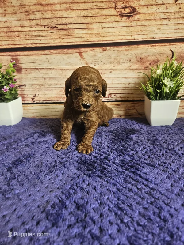 Nova F1b  – Cavapoo puppy for sale in Pittsford, MI