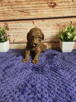 Nova F1b , a female Cavapoo for sale in Pittsford, MI – 1 of 5