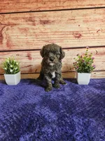 Owen F1b , a male Cavapoo for sale in Pittsford, MI – 3 of 4