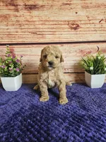 🩷Lily F1B 🩷, a female Miniature Goldendoodle for sale in Pittsford, MI – 4 of 4