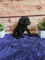 Grace F1b , a female Cavapoo for sale in Pittsford, MI – 2 of 4