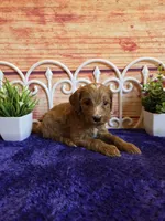 Timmy F1b, a male Cavapoo for sale in Pittsford, MI – 2 of 3