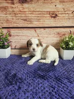 Bella F1b , a female Cavapoo for sale in Pittsford, MI – 3 of 4