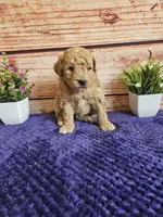💙Cash F1b 💙, a male Miniature Goldendoodle for sale in Pittsford, MI – 3 of 4