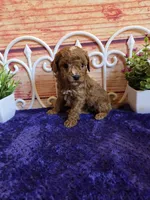 Ruger F1b, a male Cavapoo for sale in Pittsford, MI – 2 of 4