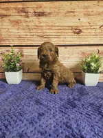 Hazel F1b , a female Cavapoo for sale in Pittsford, MI – 5 of 5