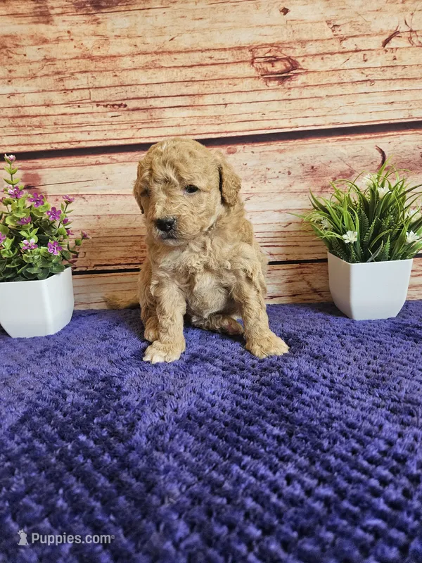 💙Cash F1b 💙 – Miniature Goldendoodle puppy for sale in Pittsford, MI